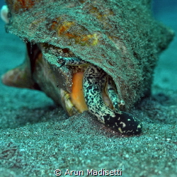 A conch just exploring the substrate by Arun Madisetti 